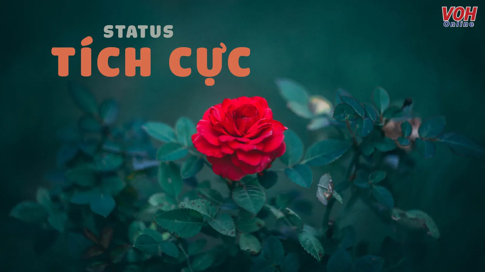 Những status tích cực giàu năng lượng và động lực về tình yêu và cuộc sống