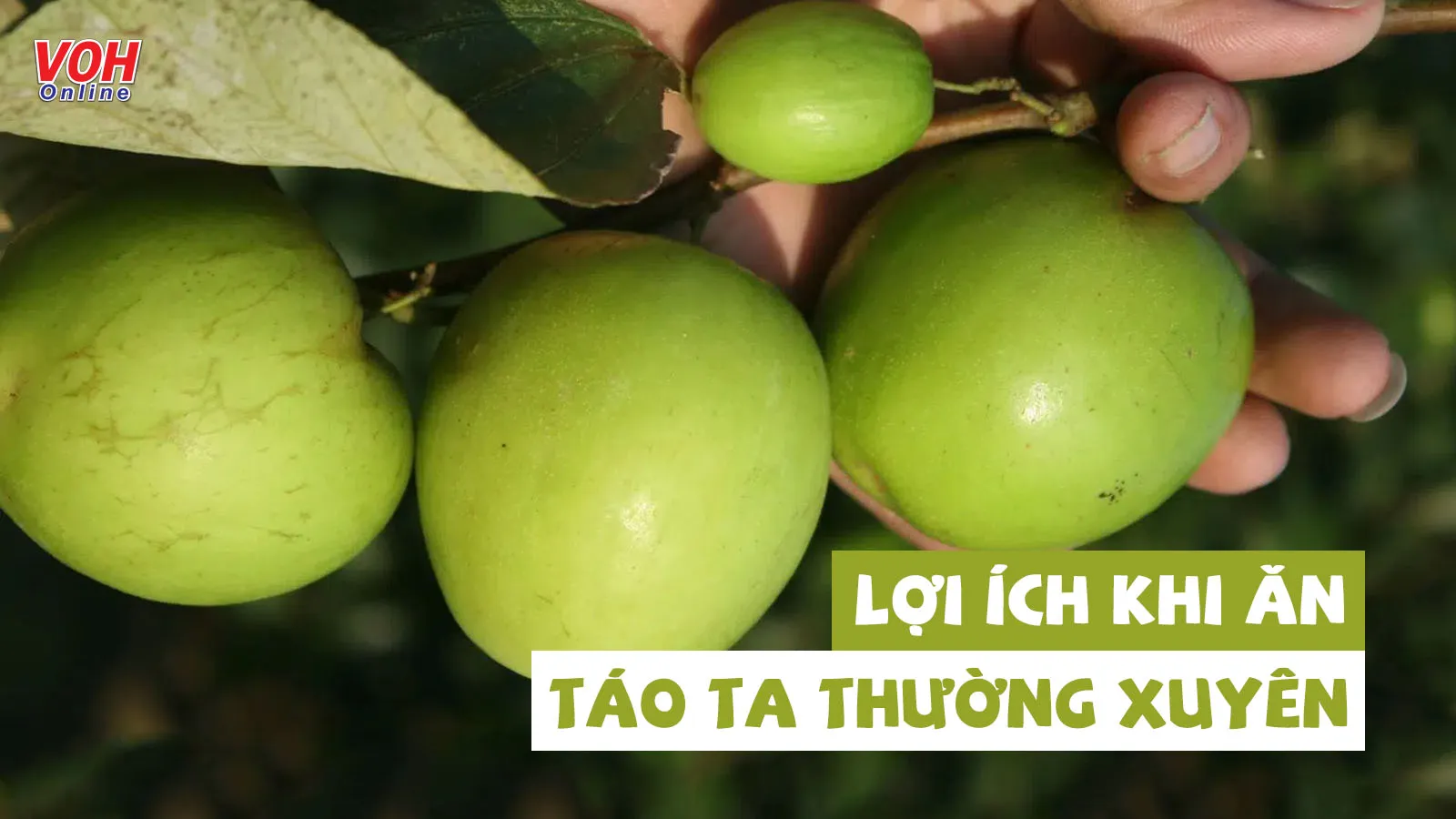 Ăn táo ta có tác dụng gì đối với sức khỏe?