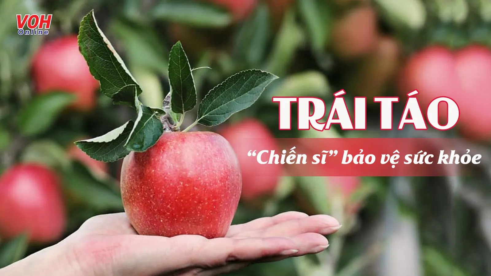 Ăn táo có tác dụng gì mà táo được coi là thần dược?