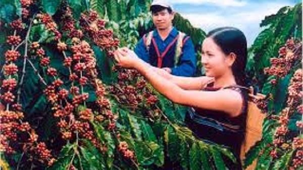 Giá cà phê hôm nay 12/1/2020: Giảm nhẹ 100 đồng/kg trên diện rộng