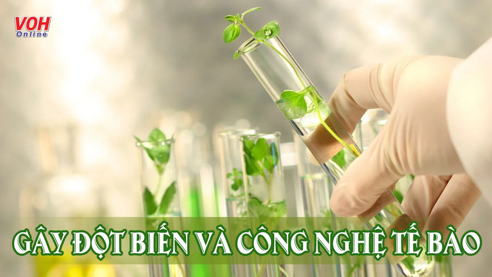 Kiến thức sử dụng phương pháp gây đột biến và công nghệ tế bào để tạo giống