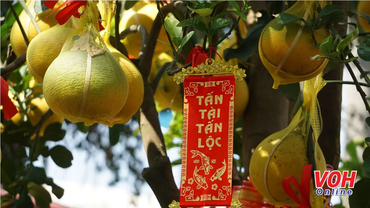 TPHCM: Cây bưởi Diễn chưng Tết hơn trăm quả giá 42 triệu đồng