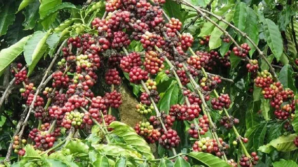 Xuất khẩu cà phê của Việt Nam bình quân đạt 1,5 - 1,8 triệu tấn/năm