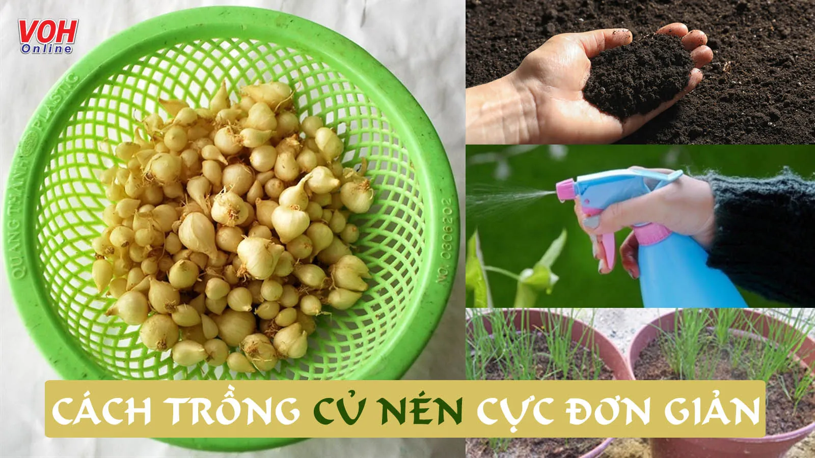 Cách trồng củ nén tại nhà siêu dễ