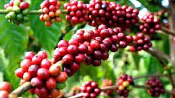 Giá cà phê hôm nay 22/1/2020: Cà phê Robusta giảm mạnh kéo giá trong nước đi xuống