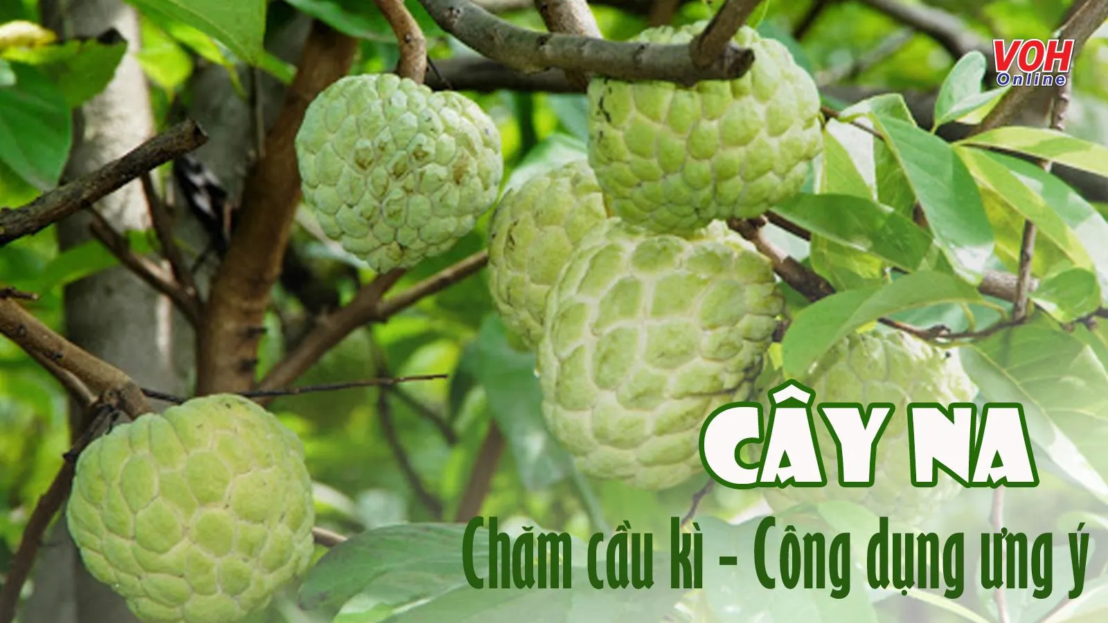 Cây na: Cây ăn quả nhiệt đới đem đến nhiều lợi ích sức khỏe