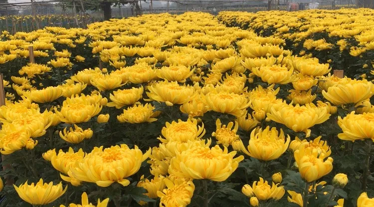 Làng hoa Tây Tựu vào vụ nghênh xuân