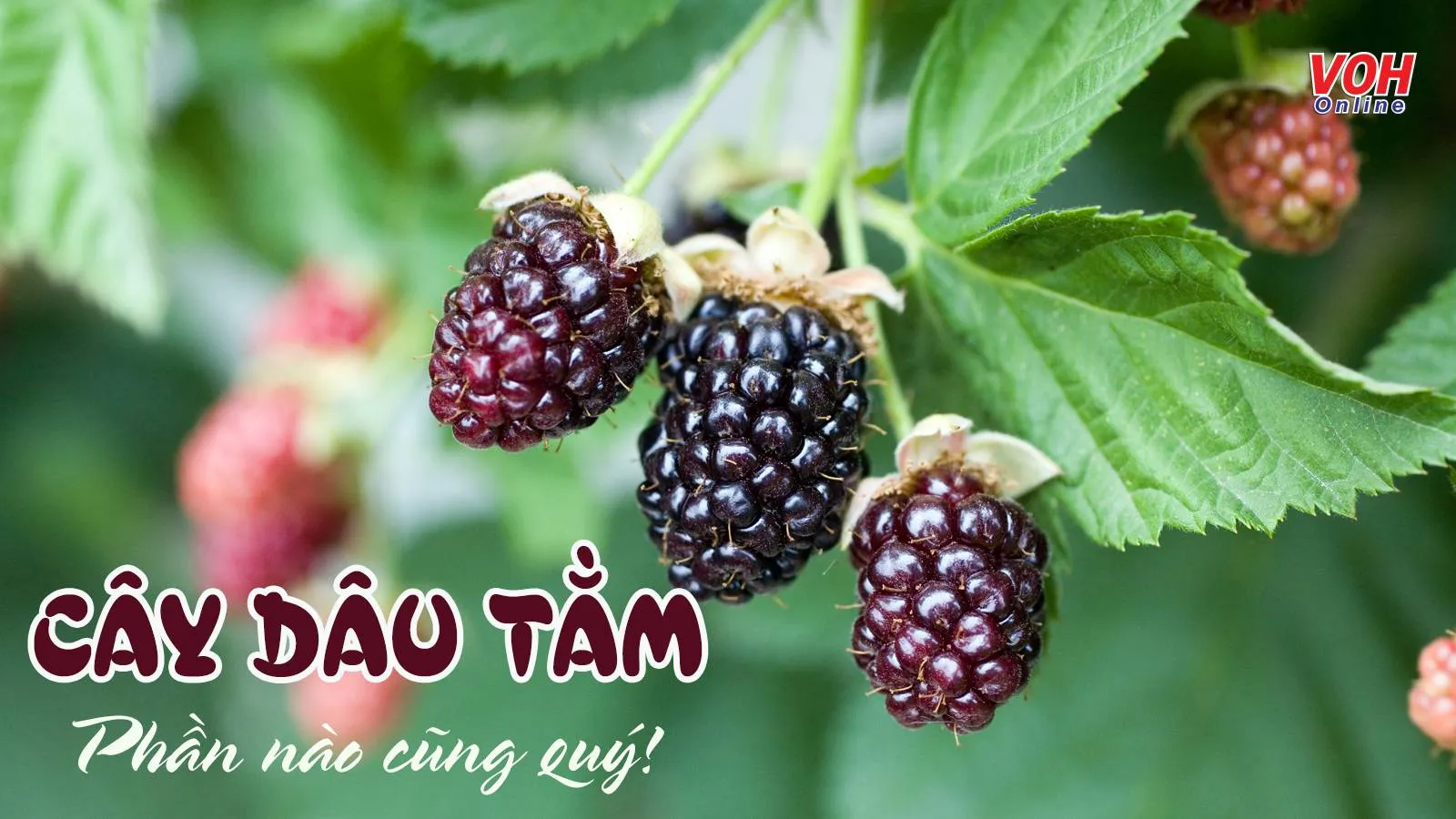 Dâu tằm: đặc điểm, công dụng sức khỏe và lưu ý cần biết