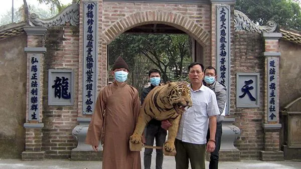 Một ngôi chùa tự nguyện chuyển giao tiêu bản hổ cho địa phương