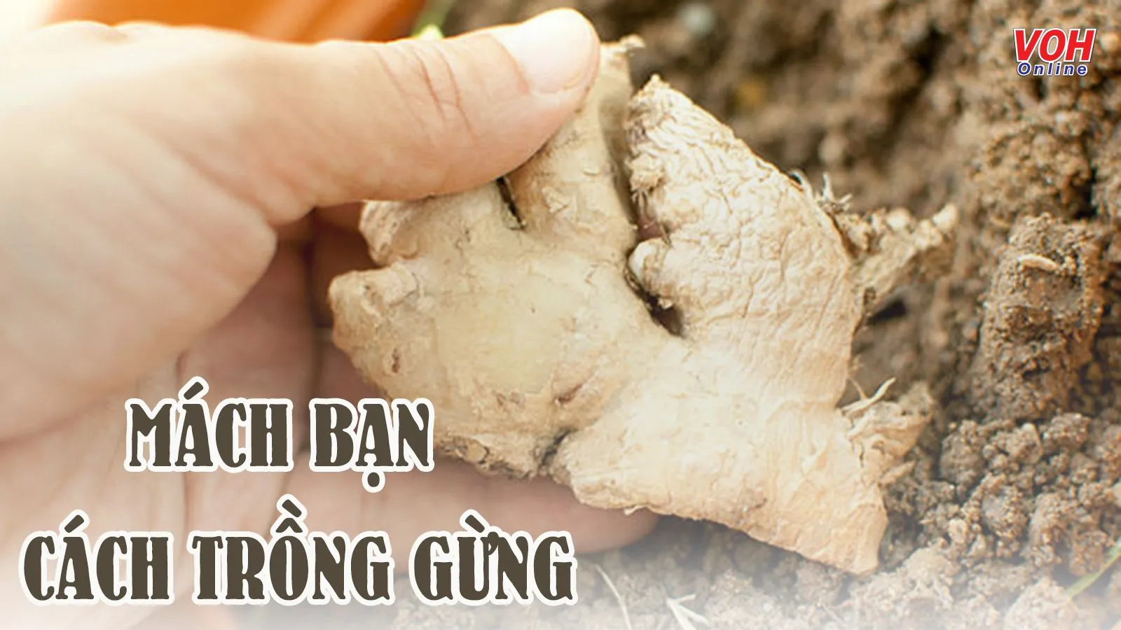 Mách bạn cách trồng gừng cay nồng đúng chuẩn