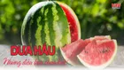 Dưa hấu: 9 lợi ích quan trọng, các món ăn và mẹo mua chuẩn