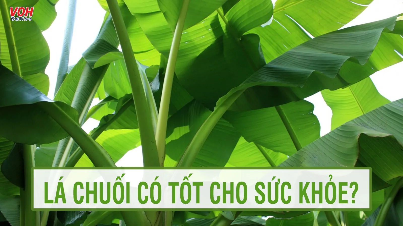 4 lợi ích sức khỏe từ lá chuối mà ít ai biết tới