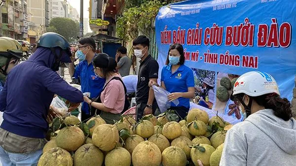 Người dân TPHCM tham gia giải cứu bưởi Đào Đồng Nai