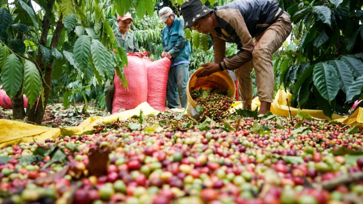 Giá cà phê hôm nay 27/2/2020: Giảm toàn cầu sau phiên tăng hôm qua