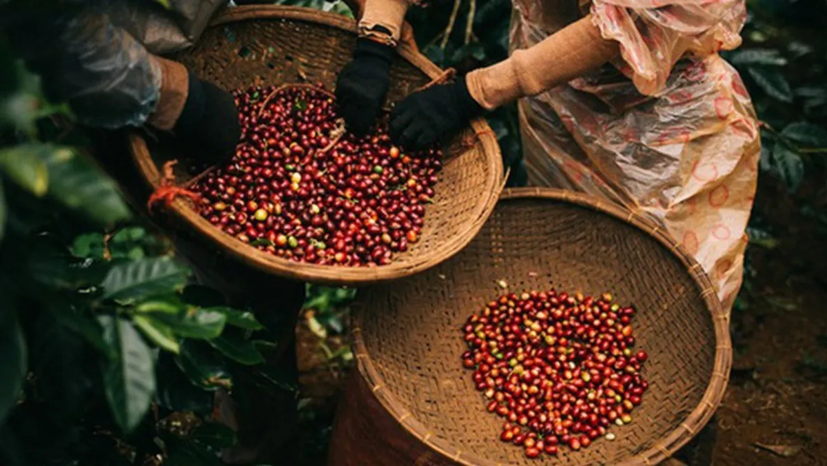 Giá cà phê hôm nay 2/3/2021: Giảm 100 - 200 đồng/kg ở hầu hết các tỉnh thành