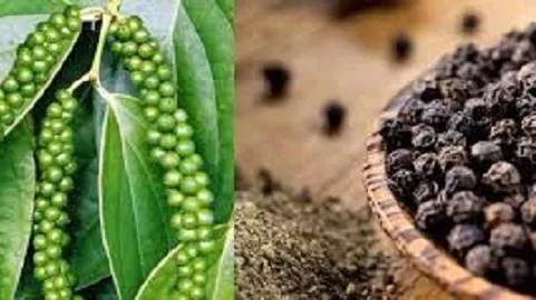 Giá tiêu ngày 3/3/2021: Giá tiêu đứng yên sau phiên vụt tăng 1.000 đồng/kg