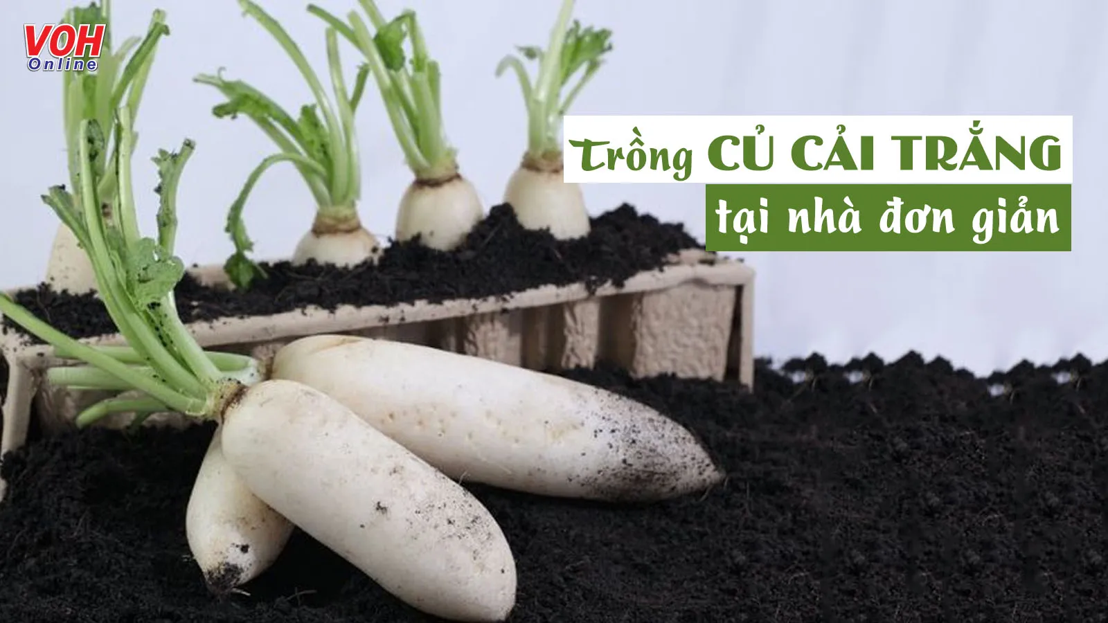 Cách trồng củ cải trắng tại nhà cho năng suất cao