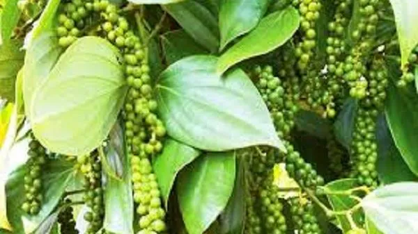 Giá tiêu ngày 5/3/2021: Tăng sốc đến 2.500 đồng/kg