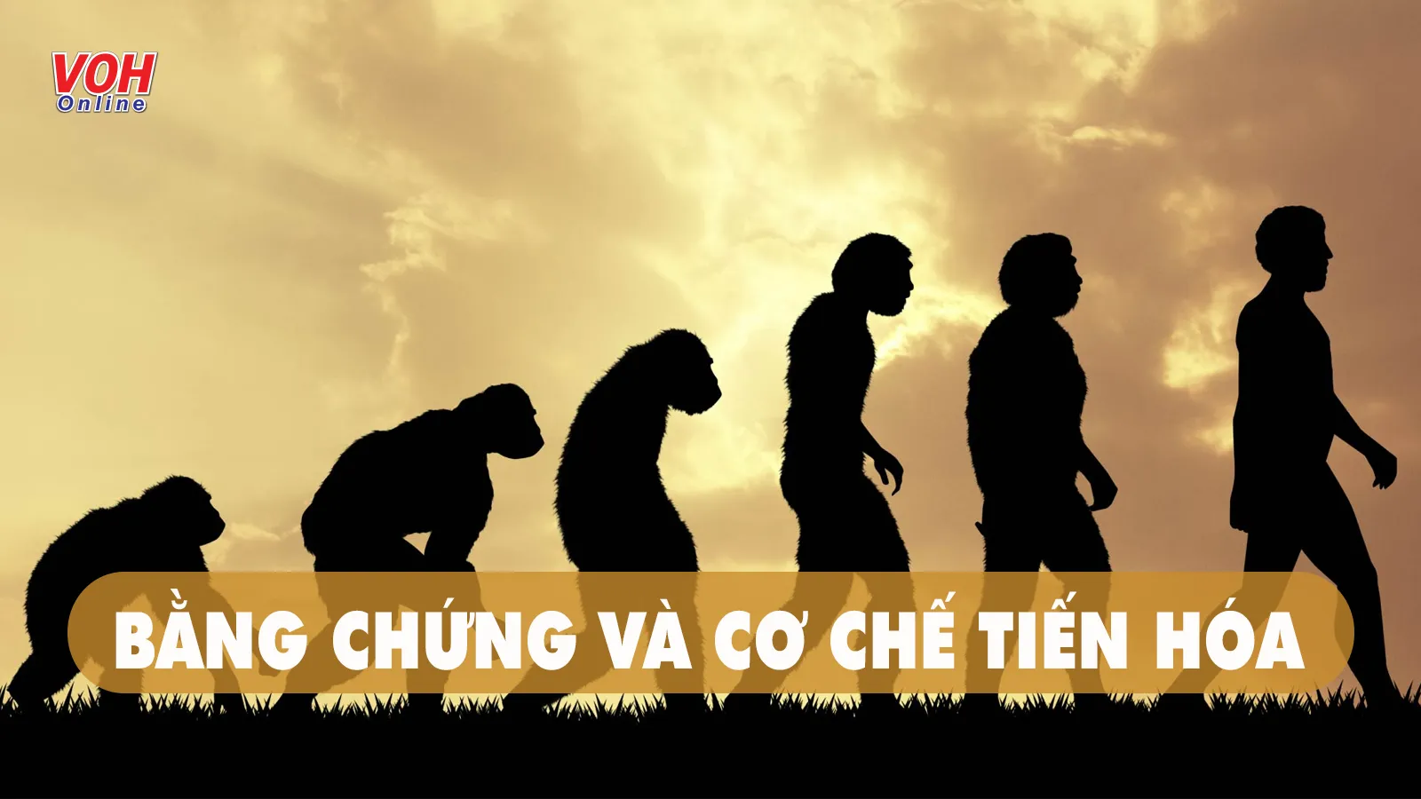 Khái niệm loài sinh học và quá trình hình thành loài