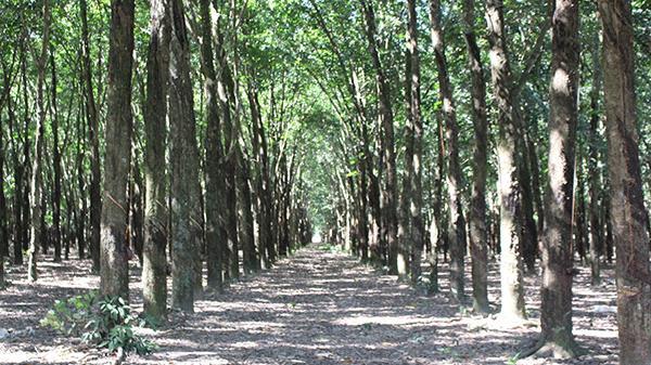 Một quyết định thu hồi đất thiếu lý thiếu tình ở Trảng Bàng, Tây Ninh