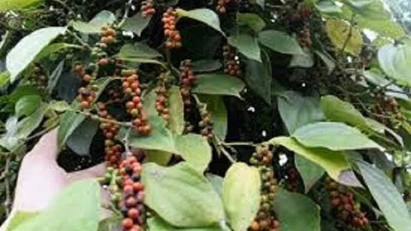 Giá tiêu ngày 8/3/2021: Vọt tăng chạm mốc 61.000 đồng/kg