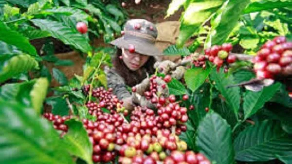 Giá cà phê ngày 9/3/2021: Lao dốc giảm đến 400 đồng/kg