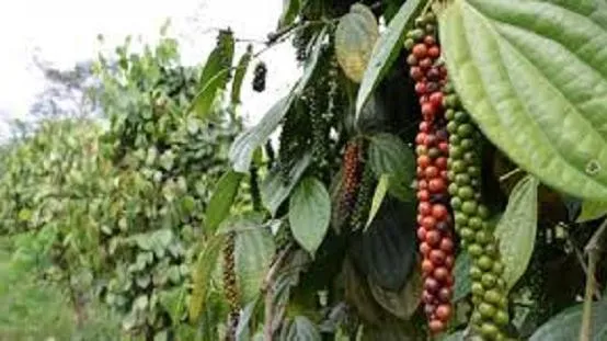 Giá tiêu ngày 11/3/2021: Vọt tăng cán mốc 67.000 đồng/kg, thị trường sôi động mạnh
