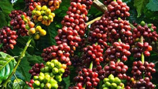 Giá cà phê ngày 12/3/2021: Sức mua tăng, giá cà phê cán mốc 33.000 đồng/kg