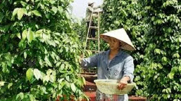 Giá tiêu ngày 12/3/2021: Tăng thêm 2.000 đồng/kg xấp xỉ chạm mốc 70.000 đồng/kg