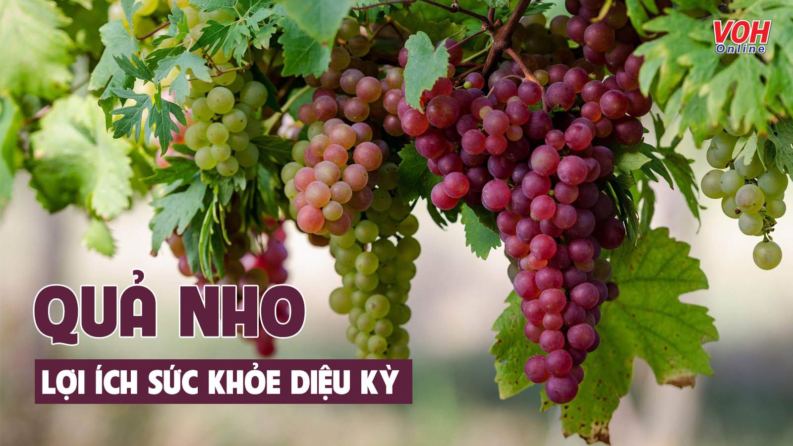 Quả nho có tác dụng gì tốt cho sức khỏe?