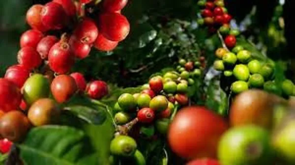 Giá cà phê ngày 18/3: Giá cà phê Robusta tăng, kéo giá trong nước tăng nhẹ