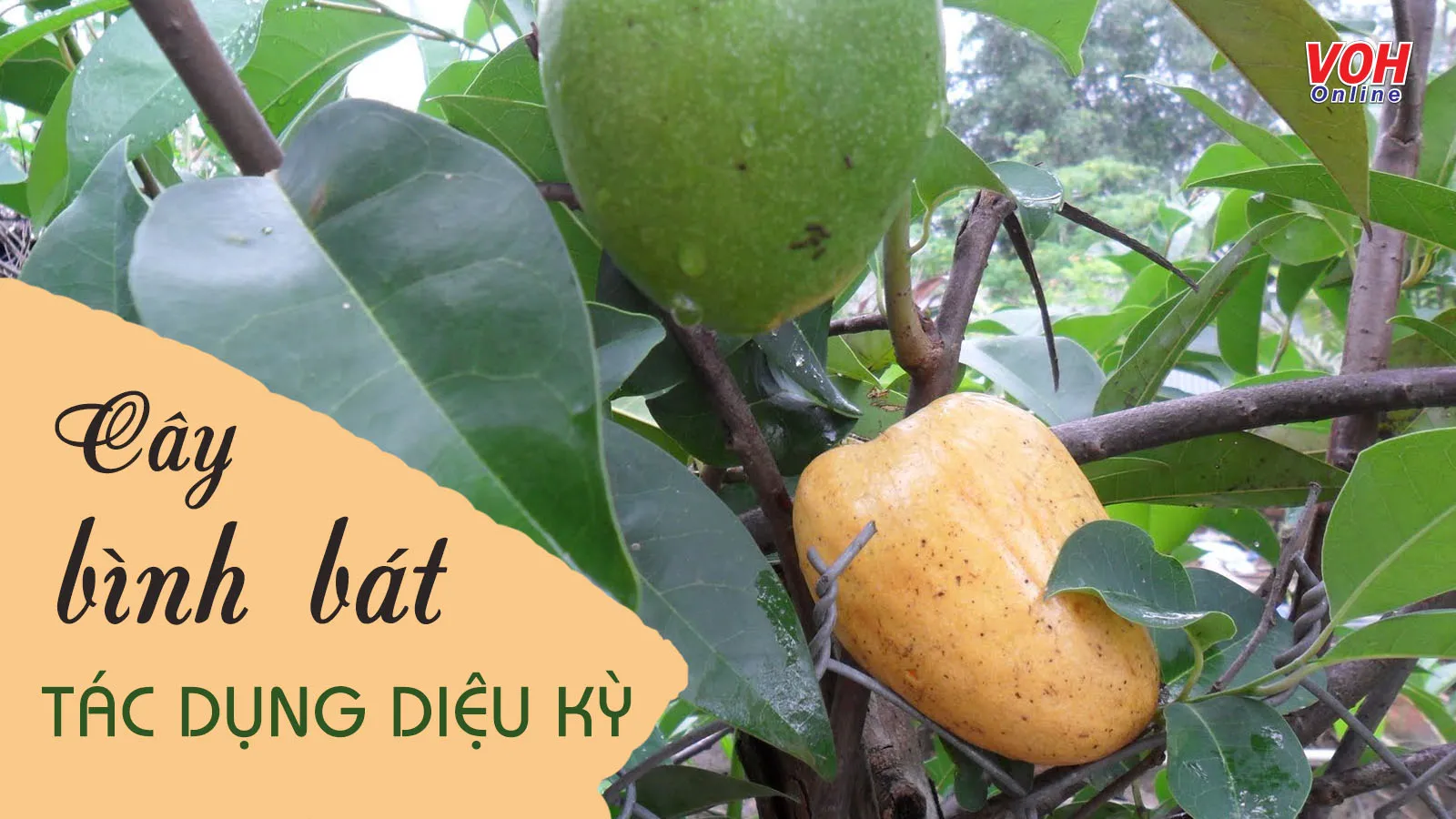 Cây bình bát: Công dụng chữa bệnh thế nào?