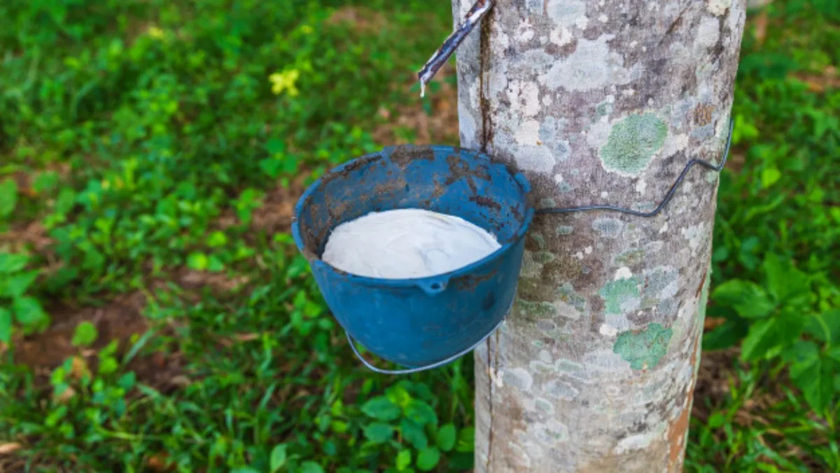 Giá cao su hôm nay 29/3/2021: Tăng đồng loạt trên các sàn châu Á