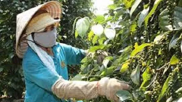 Giá tiêu ngày 27/3: “Bốc hơi” 500- 1.000 đồng/kg
