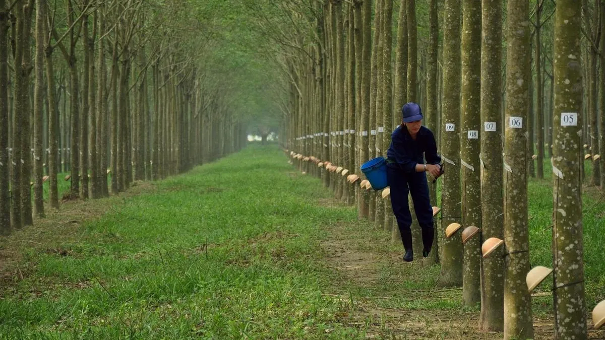 Giá cao su hôm nay 30/3/2021: Giảm đồng loạt do tình hình sản xuất bị đình trệ