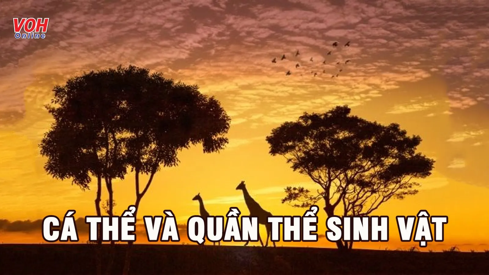 Kiến thức về cá thể và quần thể sinh vật (có bài tập vận dụng)