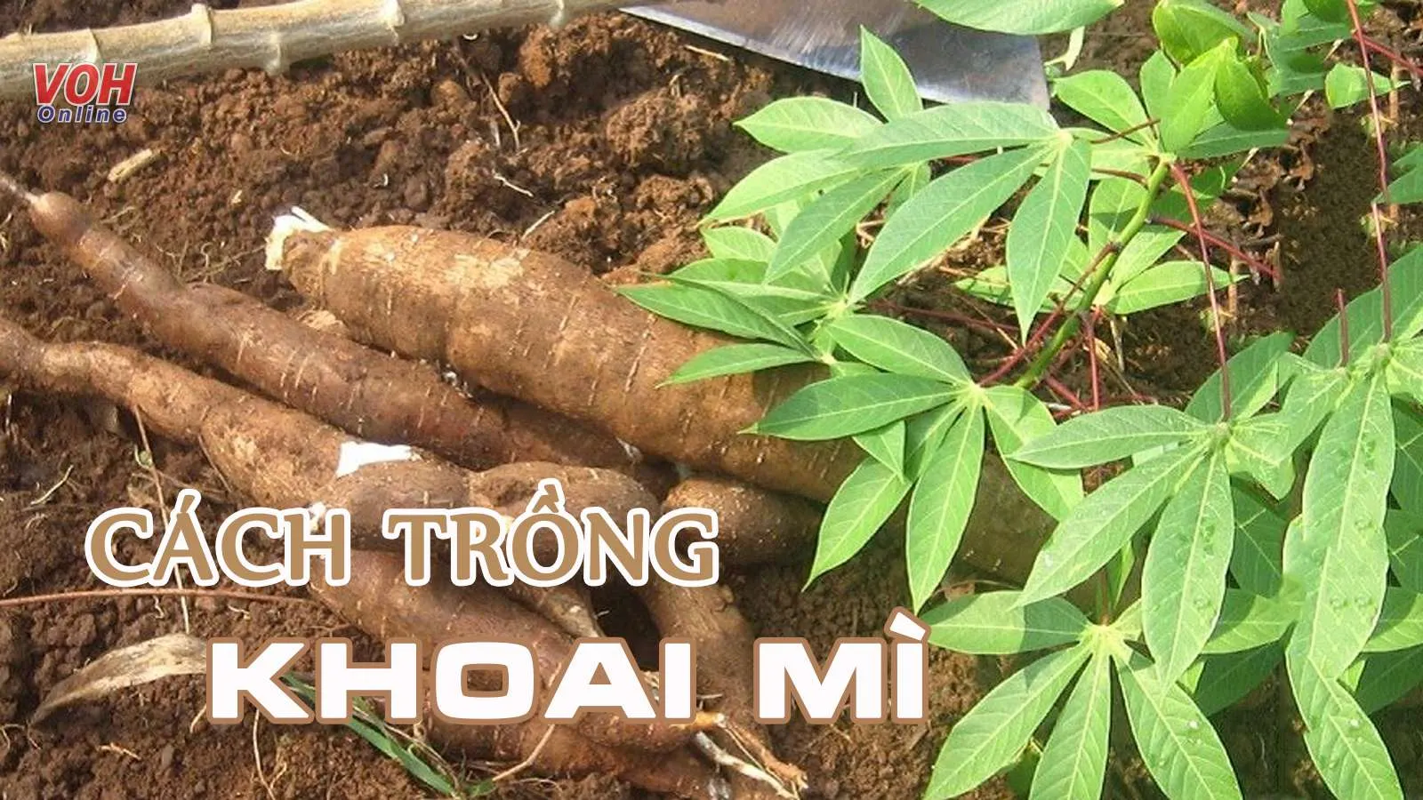 Cách trồng khoai mì và quy trình chăm sóc để có củ chất lượng