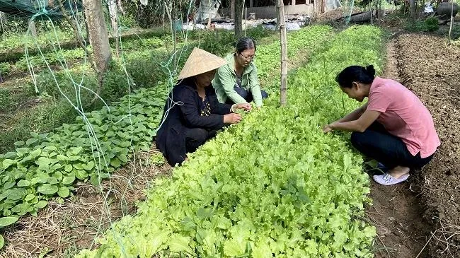 Bài 1: Bến Tre - Xây dựng cộng đồng nông nghiệp hữu cơ