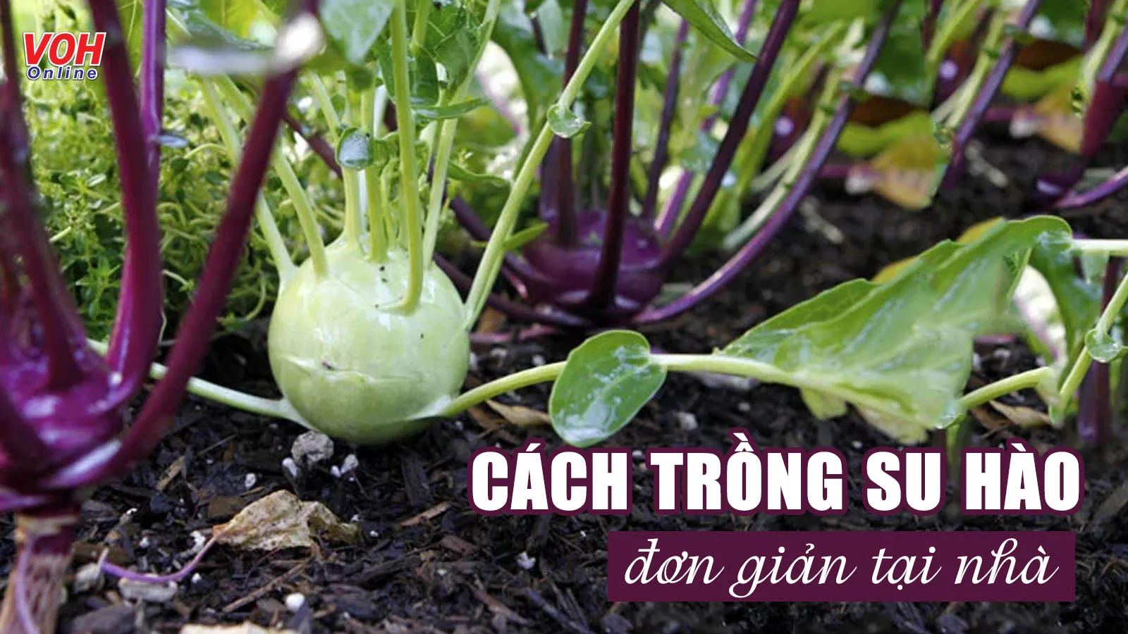 Cách trồng su hào tại nhà đơn giản, năng suất cao