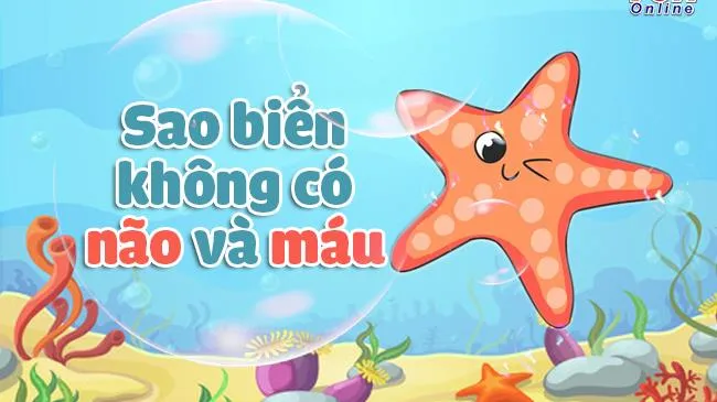 Bạn có biết sao biển không có não và máu?