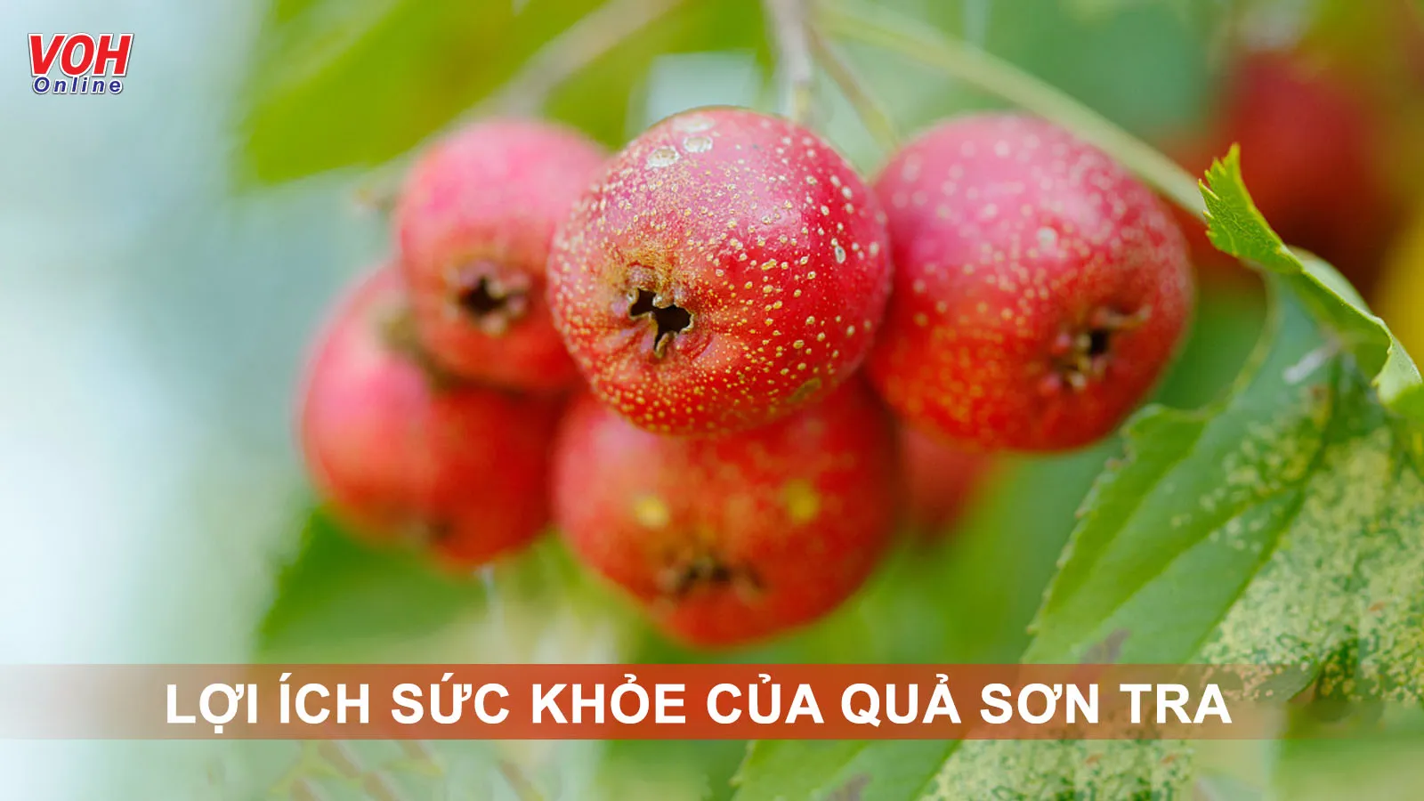 Tác dụng của sơn tra: vị thuốc ‘đa năng’ của mọi nhà