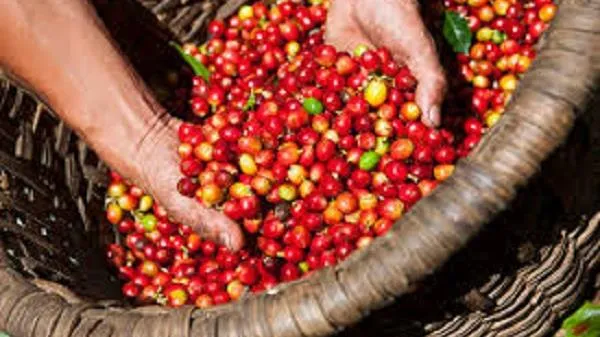 Giá cà phê ngày 15/4: Vọt tăng 400- 600 đồng/kg do sức mua mạnh