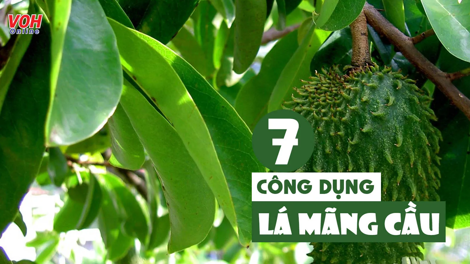 7 tác dụng của lá mãng cầu xiêm đối với sức khỏe