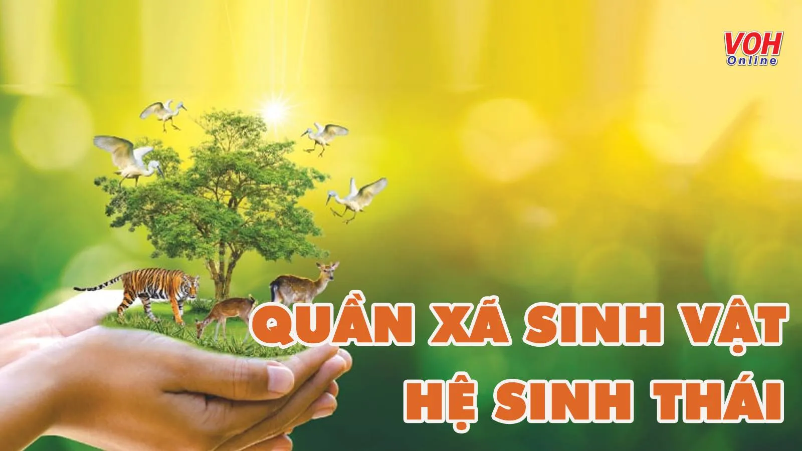 Tóm tắt kiến thức và bài tập liên quan đến quần xã sinh vật – hệ sinh thái