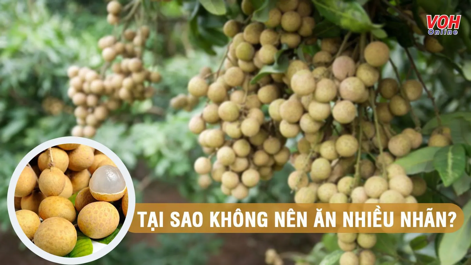 Ăn nhiều nhãn có tốt không? Hướng dẫn ăn an toàn bạn nên biết