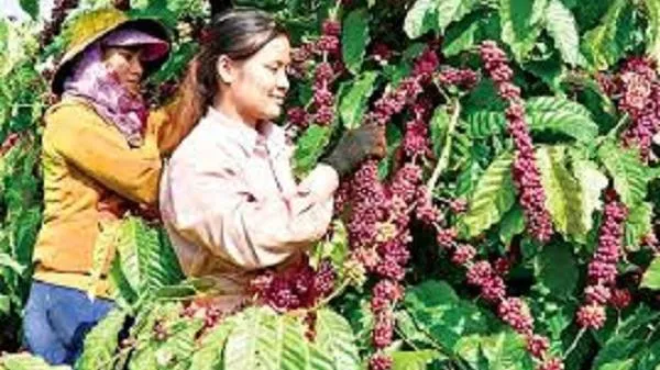 Giá cà phê ngày 23/4: Trong nước đứng yên, giá Arabica lập đỉnh mới, Robusta neo mức cao