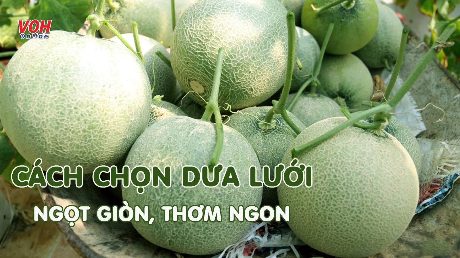 Lưu lại cách chọn dưa lưới ngon nhất định có lúc bạn sẽ cần đến