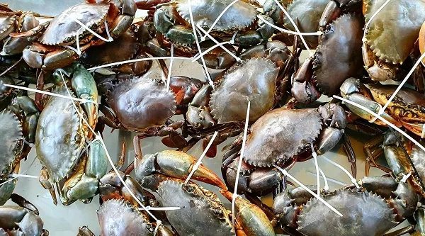 Cua biển dịp lễ 30/4 và 1/5: Cung ít, cầu cao nên giá tăng