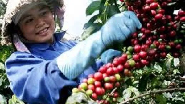 Giá cà phê ngày 4/5: Giá cà phê Arabica giảm kéo theo giá trong nước đồng loạt giảm 300 đồng/kg