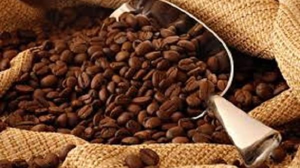 Robusta gần chạm mốc 1.500 USD/tấn, trong nước đồng loạt tăng 300 đồng/kg